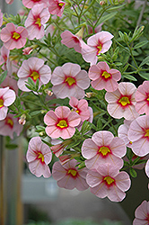 Aloha Tiki Soft Pink Calibrachoa (Calibrachoa 'Aloha Tiki Soft Pink') at The Mustard Seed