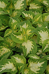 Wizard Jade Coleus (Solenostemon scutellarioides 'Wizard Jade') at The Mustard Seed