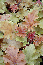 Marmalade Coral Bells (Heuchera 'Marmalade') at The Mustard Seed