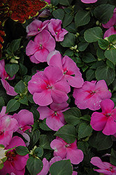 Super Elfin Lavender Impatiens (Impatiens walleriana 'Super Elfin Lavender') at The Mustard Seed
