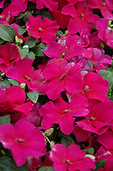 Super Elfin Violet Impatiens (Impatiens walleriana 'Super Elfin Violet') at The Mustard Seed