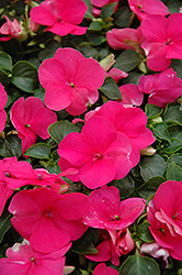 Super Elfin Lipstick Impatiens (Impatiens walleriana 'Super Elfin Lipstick') at The Mustard Seed