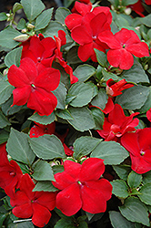 Super Elfin Red Impatiens (Impatiens walleriana 'Super Elfin Red') at The Mustard Seed