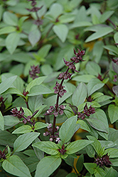 Thai Basil (Ocimum basilicum 'Horapha') at The Mustard Seed