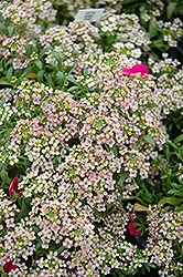 Easter Bonnet Peach Alyssum (Lobularia maritima 'Easter Bonnet Peach') at The Mustard Seed