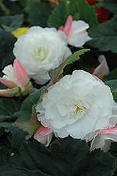 Nonstop Appleblossom Begonia (Begonia 'Nonstop Appleblossom') at The Mustard Seed