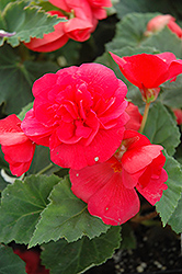 Nonstop Rose Pink Begonia (Begonia 'Nonstop Rose Pink') at The Mustard Seed