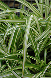 Spider Plant (Chlorophytum comosum) at The Mustard Seed