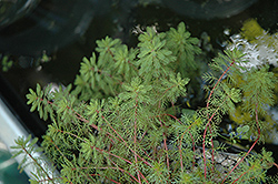 Red Stemmed Parrot Feather (Myriophyllum brasiliensis) at The Mustard Seed