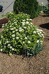 Blue Muffin Viburnum (Viburnum dentatum 'Christom') at The Mustard Seed