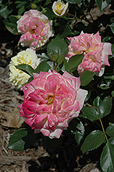 Music Box Rose (Rosa 'BAIbox') at The Mustard Seed