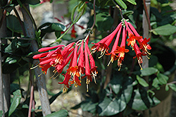 Major Wheeler Coral Honeysuckle (Lonicera sempervirens 'Major Wheeler') at The Mustard Seed