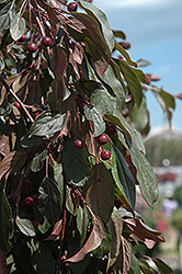 Ruby Tears Flowering Crab (Malus 'Bailears') at The Mustard Seed
