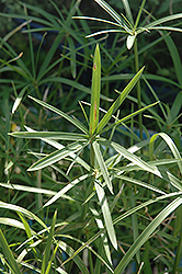 Miniature Umbrella Plant (Cyperus alternifolius 'Gracilis') at The Mustard Seed