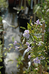 Allegheny Monkey Flower (Mimulus ringens) at The Mustard Seed