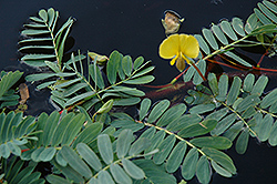 Giant Water Sensitive Plant (Aeschynomene fluitans) at The Mustard Seed