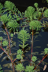 Parrot Feather (Myriophyllum aquaticum) at The Mustard Seed