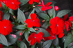 Super Sonic Red New Guinea Impatiens (Impatiens hawkeri 'Super Sonic Red') at The Mustard Seed