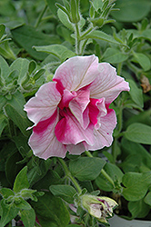 Supertunia Double Peppermint Petunia (Petunia 'Supertunia Double Peppermint') at The Mustard Seed