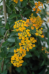 Tangerine Lantana (Lantana 'Mone') at The Mustard Seed