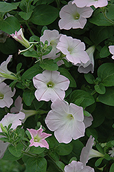 Supertunia Mini Appleblossom Petunia (Petunia 'Supertunia Mini Appleblossom') at The Mustard Seed