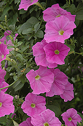 Supertunia Lavender Skies Petunia (Petunia 'Supertunia Lavender Skies') at The Mustard Seed