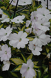 SunPatiens Spreading Variegated White New Guinea Impatiens (Impatiens 'SunPatiens Spreading Variegated White') at The Mustard Seed