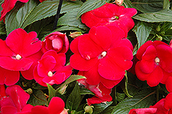 Sonic Red New Guinea Impatiens (Impatiens 'Sonic Red') at The Mustard Seed