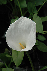 Calla Lily (Zantedeschia aethiopica) at The Mustard Seed