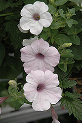 Supertunia Mini Silver Petunia (Petunia 'Supertunia Mini Silver') at The Mustard Seed
