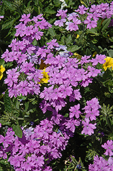 Superbena Large Lilac Blue Verbena (Verbena 'Superbena Large Lilac Blue') at The Mustard Seed