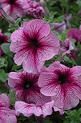 Sugar Daddy Petunia (Petunia 'Sugar Daddy') at The Mustard Seed