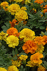 Janie Mix Marigold (Tagetes patula 'Janie Mix') at The Mustard Seed