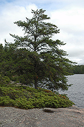 Jack Pine (Pinus banksiana) at The Mustard Seed