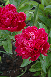 Big Ben Peony (Paeonia 'Big Ben') at The Mustard Seed
