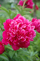 Kansas Peony (Paeonia 'Kansas') at The Mustard Seed