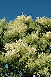 Japanese Tree Lilac (Syringa reticulata) at The Mustard Seed