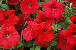 Easy Wave Red Petunia (Petunia 'Easy Wave Red') at The Mustard Seed