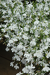 Techno White Lobelia (Lobelia erinus 'Techno White') at The Mustard Seed