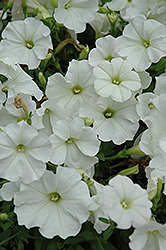 Supertunia Mini White Petunia (Petunia 'Supertunia Mini White') at The Mustard Seed