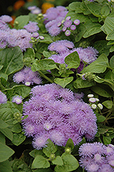 Hawaii Blue Flossflower (Ageratum 'Hawaii Blue') at The Mustard Seed
