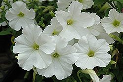 Madness White Petunia (Petunia 'Madness White') at The Mustard Seed