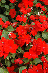 Super Elfin XP Scarlet Impatiens (Impatiens walleriana 'Super Elfin XP Scarlet') at The Mustard Seed