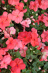 Super Elfin XP Melon Impatiens (Impatiens walleriana 'Super Elfin XP Melon') at The Mustard Seed