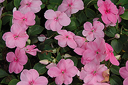 Super Elfin XP Pink Impatiens (Impatiens walleriana 'Super Elfin XP Pink') at The Mustard Seed