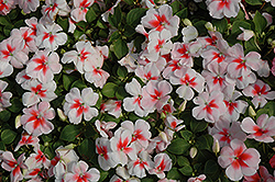 Super Elfin XP Cherry Splash Impatiens (Impatiens walleriana 'Super Elfin XP Cherry Splash') at The Mustard Seed