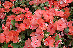 Super Elfin Apricot Impatiens (Impatiens walleriana 'Super Elfin Apricot') at The Mustard Seed
