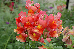 Liberty Classic Scarlet Snapdragon (Antirrhinum majus 'Liberty Classic Scarlet') at The Mustard Seed
