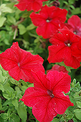 Super Cascade Red Petunia (Petunia 'Super Cascade Red') at The Mustard Seed
