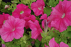 Super Cascade Pink Petunia (Petunia 'Super Cascade Pink') at The Mustard Seed